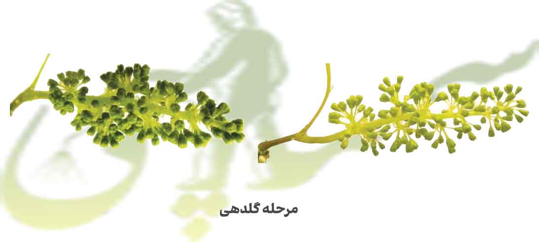 مرحله گلدهی انگور